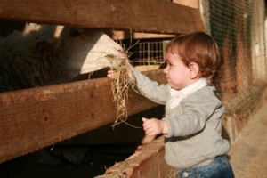 Animals a la granja de Can Castellví